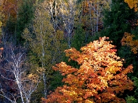 23204CrLe - Autumn colours from the Taunton Road bridge over Duffins Creek.JPG